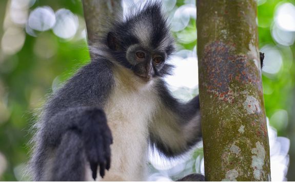 bukitlawang_monkey_close_up