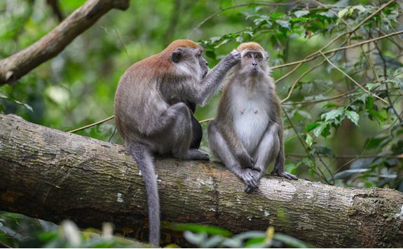 bukit_lawang_monkeys