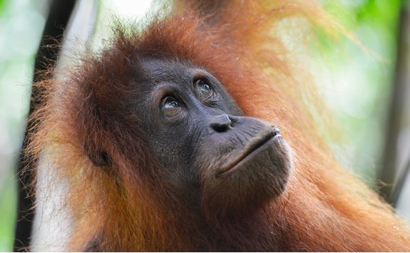 orangutan_close_up