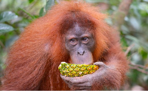 orangutan_drinking