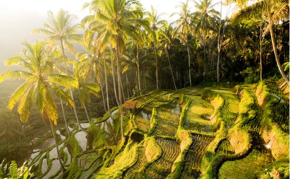 ubud_sunset_paddies