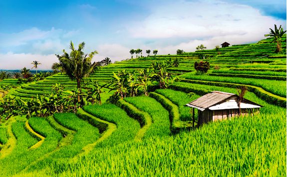 bali_rice_paddies