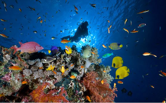 coral_with_diver