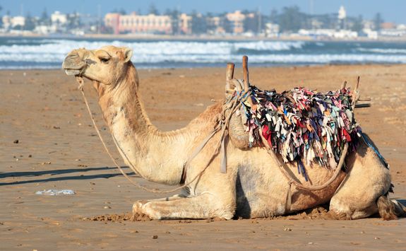 Morocco Essaouira camel