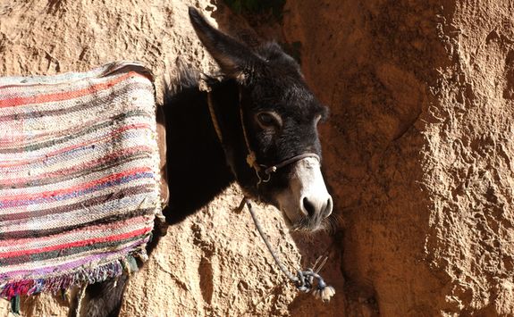 Morocco Atlas donkey