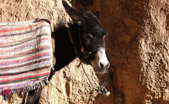 morocco atlas donkey