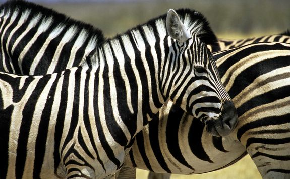 Close up of Zebra
