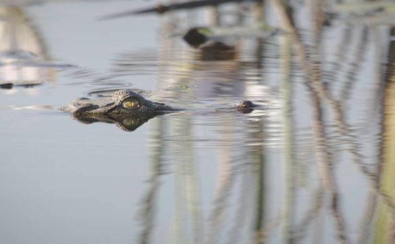 Crocodile poking out of water