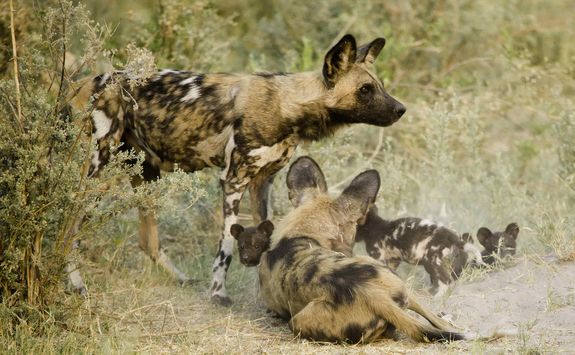 Wild dog and pups