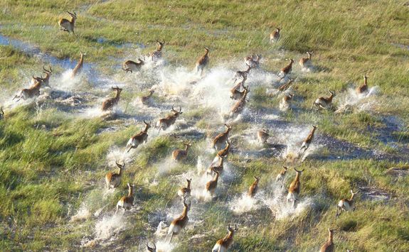 Heard of lechwe