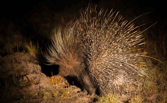 Nocturnal African porcupine