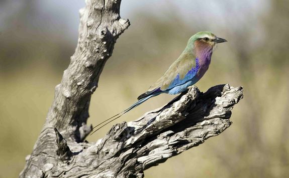 Lilac breasted roller bird
