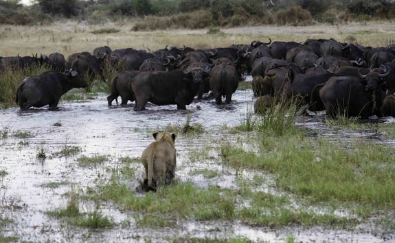 Lion hunting buffalo