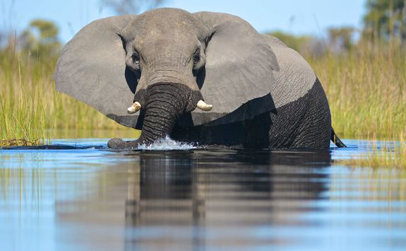 Elephant in the water
