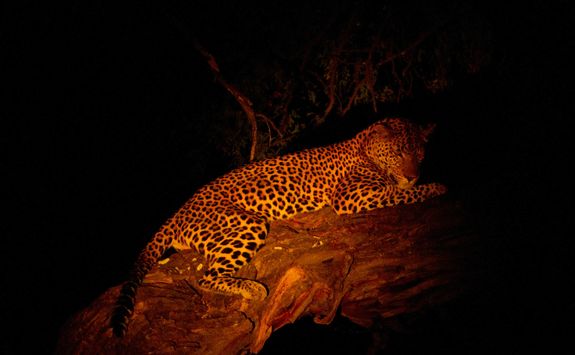 Leopard in tree at night