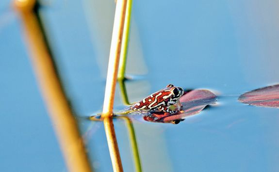 Painted Reed Frog in the water