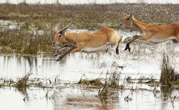Red lechwe jumping through water