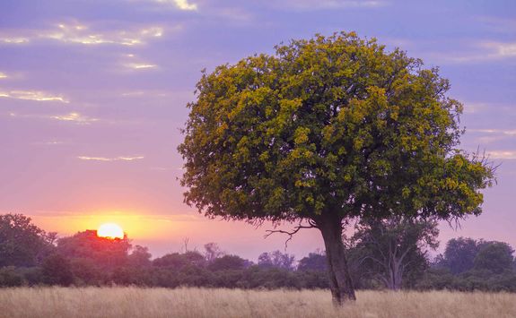 Sunset in the Okavango
