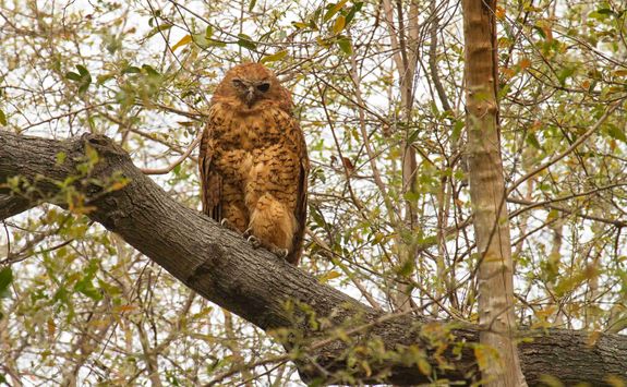 Pel's Fishing Owl