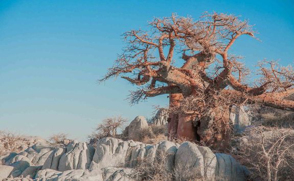 Baobab tree in the Makgadikgadi Pans
