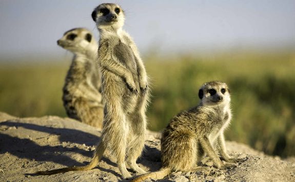 Meerkats on rock