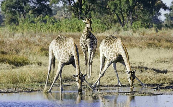 Giraffe drinking at watering hole