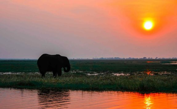 Elephant at sunset on the Zambezi River