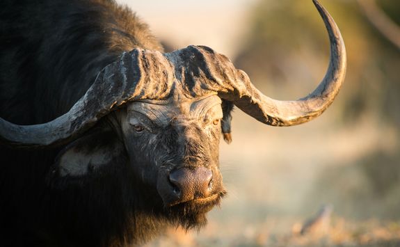 Close up of buffalo