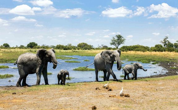 Elephants at watering hole
