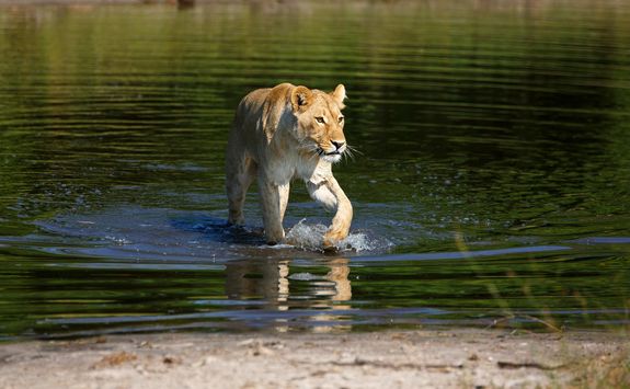 Lion coming out of water