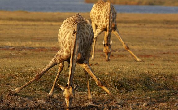 Giraffe drinking at watering hole