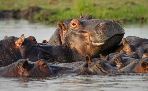 Hippos together in water