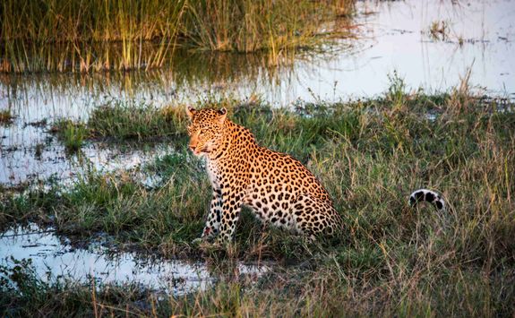 Leopard sitting in the marsh
