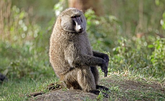 Lone baboon