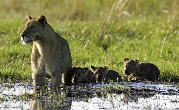 Lion with cubs in water