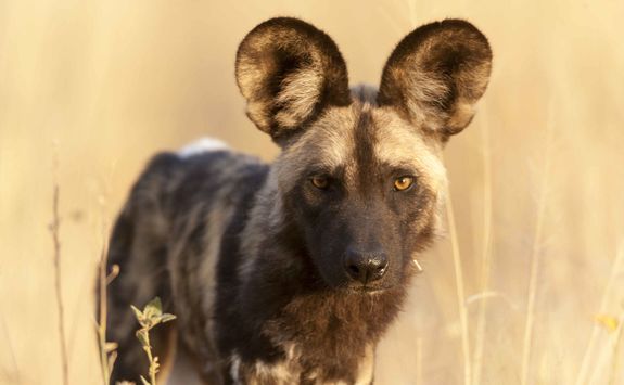 Close up of Wild Dog