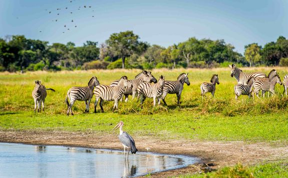 Flock of Zebra on water's edge