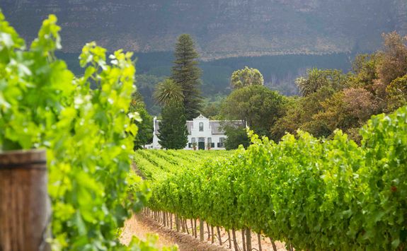 Franschoekk vineyard