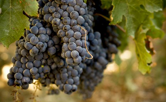 Grapes in the South African winelands
