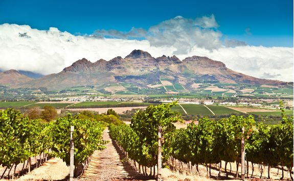 Stellenbosch vineyard