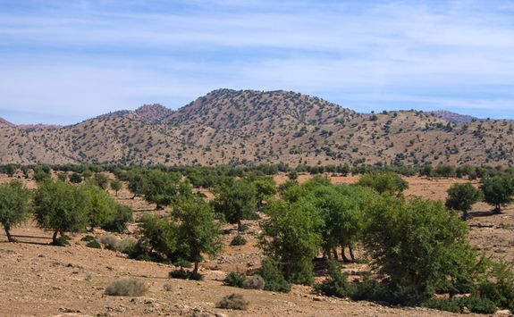 Argan trees in Moroccan landscape