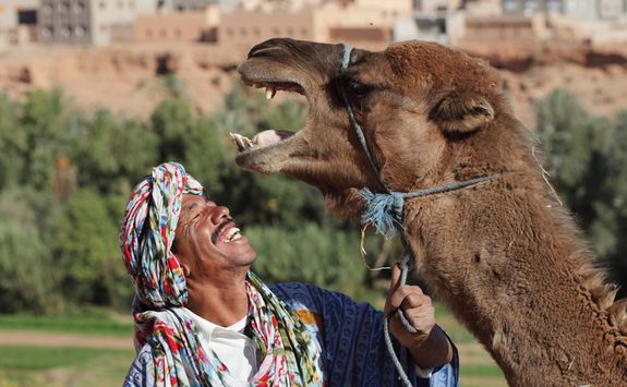 Moroccan man smiling with camel