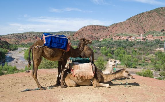 Camels in the desert