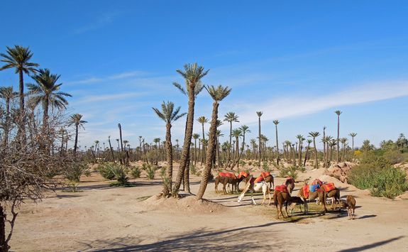 Palm groves and camels in the desert