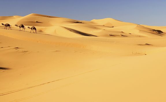 Camels in the sand dunes