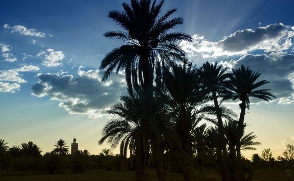 Palmgroves at sunrise
