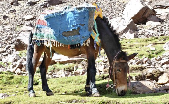 Donkey in the Atlas Mountains