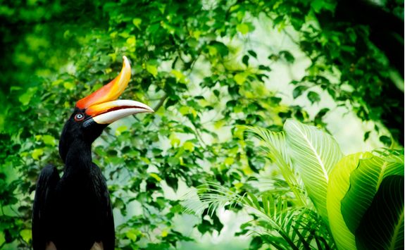 Colourful bird in the trees