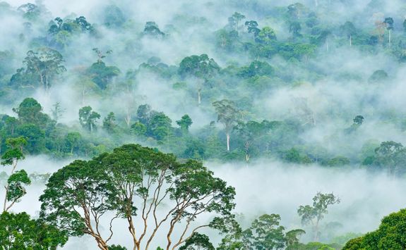 Fog over the Danum Valley