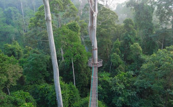Walkway across the rainforest canopy